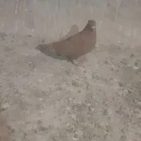 نر زرد و ماده زاغ دم اسبی