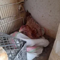 فروش‌جوجه‌مرغ وخروس‌اوشامو ومرغ‌افغان