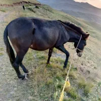 قاطر مایه ۲ساله|حیوانات مزرعه|اردبیل, |دیوار