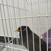 پرنده مینا نر افغانی|پرنده|سبزوار, قلعهنو دهزار|دیوار