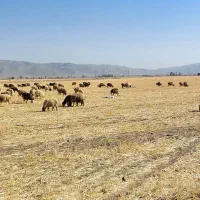 میش بردار وابستن