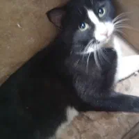 گربه ملوس و بازیگوش