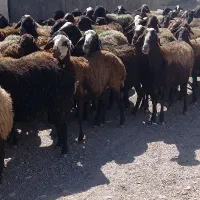 شیشک میش قرمز فشندی|حیوانات مزرعه|بشاریات, |دیوار