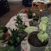 گلهای آپارتمانی