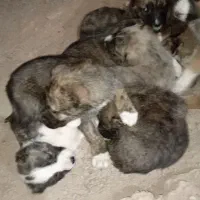 توله سگ سرابی اسل ماده ۶تابراواگزاری|سگ|بجنورد, |دیوار