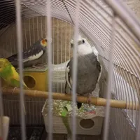 عروس هلندی و مرغ عشق