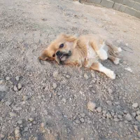 سگ خارجی زیبا