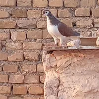 ساده سرخ|پرنده|سبزوار, ابارش|دیوار