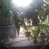 گل و گیاه