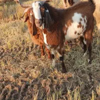 باسلام دو عدد بز نر درجه یک|حیوانات مزرعه|کارون, |دیوار