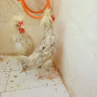 خروس محلی لهستانی|حیوانات مزرعه|مشهد, هدایت|دیوار