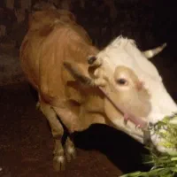 گاو|حیوانات مزرعه|کوهدشت, |دیوار