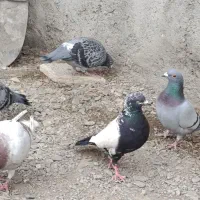 کفترسینه معاوضه|پرنده|گلبهار, نوبهار|دیوار