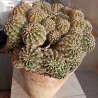 گل کاکتوس، گندمی، یخی