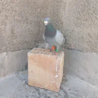 کفتر غریب گیری