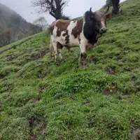 جونگه خریداری بیا  الکی مزاحم نشو