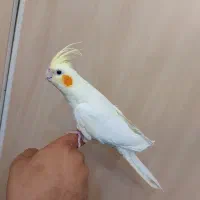 عروس هلندی|پرنده|شیراز, جمهوری|دیوار