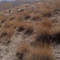 نیازمنده چوپان