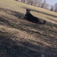 سرابی مناسب برای گله و نگهبانی