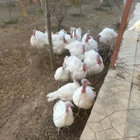 فروش بوقلمون