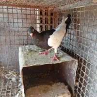 کفتر|پرنده|رفسنجان, |دیوار