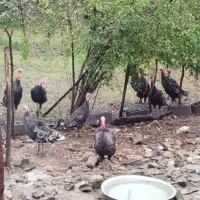 غاز و بوقلمون میفروشم|حیوانات مزرعه|زرگرشهر, |دیوار