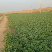 زمین کشاورزی ابیزار