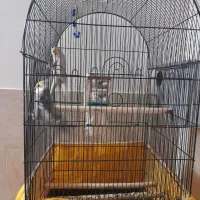 یک جفت عروس هلندی