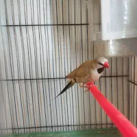 یک عدد فنج کراواتی نر معاوضه با قناری گلاستر|پرنده|تبریز, |دیوار