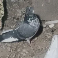 4عدد کبوتر ماده