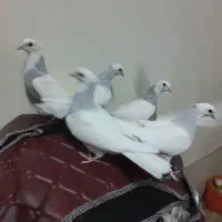کبوترطوقی