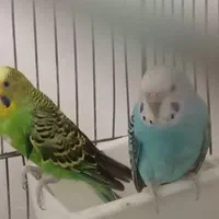 فقط تماس پاسخگو هستم جفتش ۲۹۰|پرنده|بیجار, |دیوار