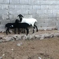 میش دوقلو زا فروشی|حیوانات مزرعه|بندرلنگه, |دیوار