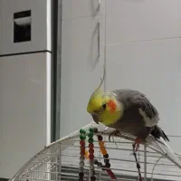 طوطی عروس|پرنده|لشت نشا, |دیوار