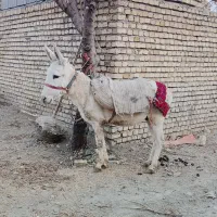 الاغ نر|حیوانات مزرعه|همدان, |دیوار