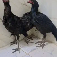 مرغ لاری نوچه|حیوانات مزرعه|نیمروز, |دیوار