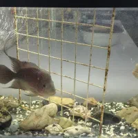 ماهی اسکار و فلاور