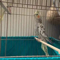 عروس هلندی گل باقالی|پرنده|آستارا, |دیوار