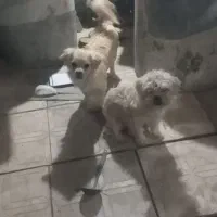 سگ پاکوتا خانگی سیتزو|سگ|مراغه, |دیوار