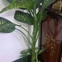 مایل به معاضه نیستم