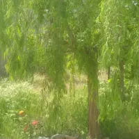 باغچه500متری.اختراباد.گوی بلاغ