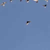 کبوتر دم سفید