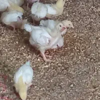 جوجه گوشتی راس 308وزن 300تا400گرم