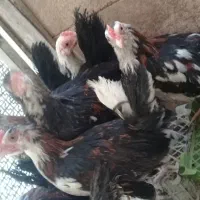 جوجه مرغ و خروس