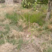 زمین باغ|فروش خانه و ویلا|کرمان, |دیوار
