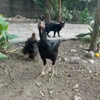 مرغ لاری یه تیغ مشکی و سفید تخم گزار|حیوانات مزرعه|فریدونکنار, |دیوار