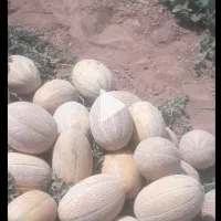 ۴۰نفر کارگر هستیم دنبال کارهستیم گوجه میوه لوبیا|خدمات باغبانی و درختکاری|تاکستان, |دیوار