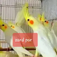 عروس هلندی زعفرانی جفتی نژاد عالی(طوطی)