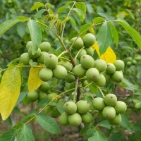 شروع سوددهی فوری با نهال گردو پربازده موجودی محدود|خدمات باغبانی و درختکاری|اصفهان, قلعه طبره|دیوار