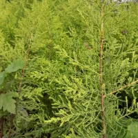 فروشی|گل و گیاه طبیعی|ماسال, |دیوار